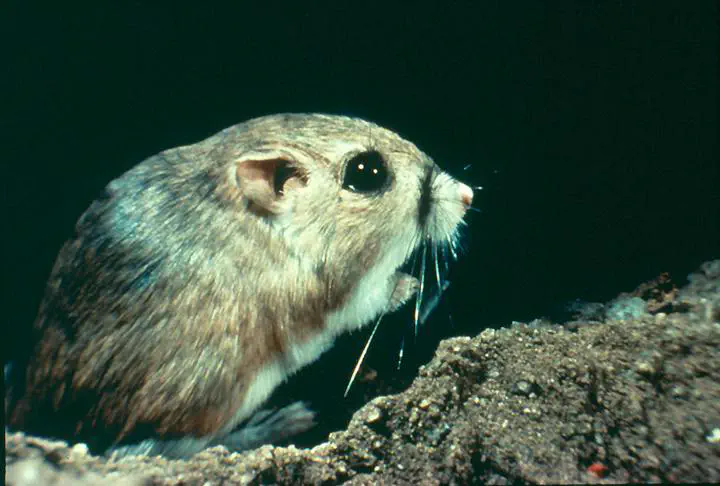 Picture of a Kangaroo Rat