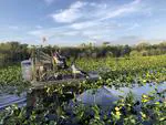 Everglades Wading Birds